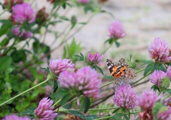 Orange Yellow-legged tortoiseshell (Nymphalis xanthomelas) butterfly feeding on Clover flower. Side-on view. Visible eyes, proboscis and antennae. Pollination. Macro, closeup, copy space.