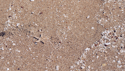 Beige fawn brown beautiful nature background design screensaver web wallpaper for resort spa relax. A lot small starfish seashell ocean biomes placed spawn on beach sea sand surface. Copy space