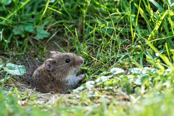 Veldmuis; Common Vole; Microtus arvalis;