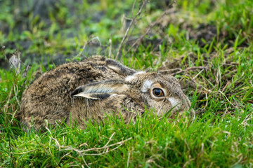 Europese Haas, European Hare, Lepus europaeus