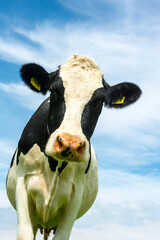 Portret van een Koe  Close-up of a domestic Cow © AGAMI