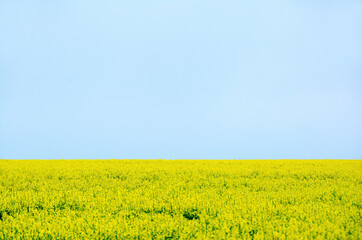 Obraz premium Koolzaadveld; Field of brassica