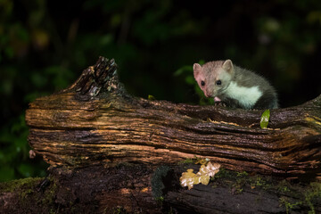 Steenmarter, Beech Marten, Martes foina