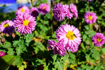 One vivid pink Chrysanthemum x morifolium flower in a garden in a sunny autumn day, beautiful colorful outdoor background photographed with soft focus.