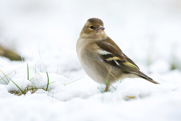 Vink, Common Chaffinch, Fringilla coelebs