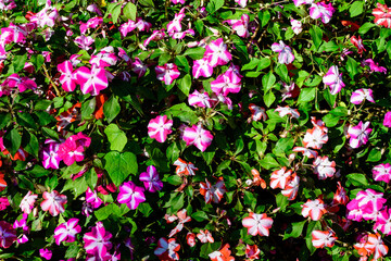 Close up of vivid pink, red and white impatiens walleriana flowers in a sunny summer garden, beautiful outdoor floral background photographed with soft focus.