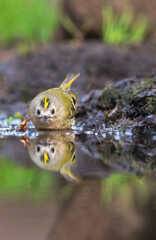 Goudhaan, Goldcrest, Regulus regulus