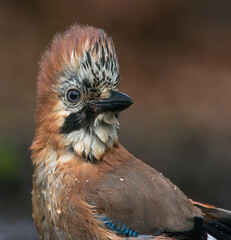 Gaai, Eurasian Jay, Carrulus glandarius