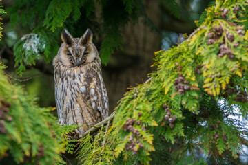 Ransuil, Long-eared Owl, Asio Otus