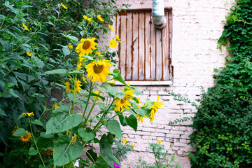 An old brick wall of an abandoned building with a boarded-up window.