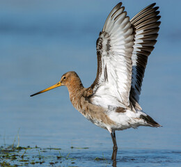 Grutto, Black-tailed Godwit, Limosa limosa
