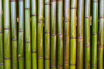 Shiny green bamboo wood background, nature material fence, wooden wall
