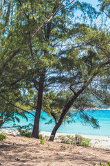 VERTICAL wild beauty shot foliage trees on shore, pure blue azure tropical paradise sea, sun shine sky. Tourism recreation after pandemic, summer vacation concept. Ideal for screensaver background