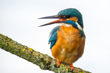 IJsvogel, Common Kingfisher, Alcedo Atthis