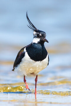 Kievit, Northern Lapwing, Vanellus Vanellus