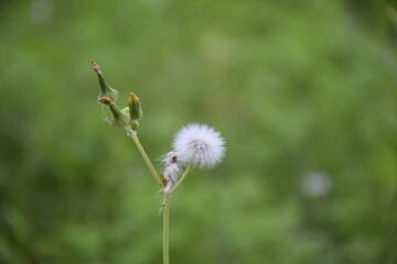 Close up of Dandelion seeds in the meadow