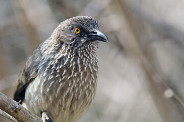Pijlpuntbabbelaar, Arrow-marked Babbler, Turdoides jardineii