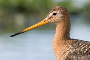 Grutto, Black-tailed Godwit, Limosa limosa