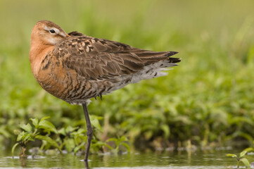 Grutto, Black-tailed Godwit, Limosa limosa