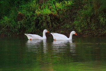 hermosos patos blancos nadando a las orillas del rio 