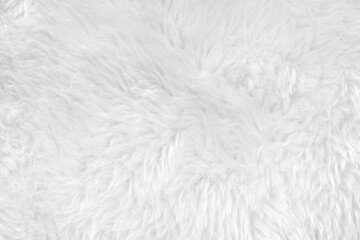 White clean wool with white top texture background. light natural sheep wool. white seamless cotton. texture of fluffy fur for designers. close-up fragment white wool carpet