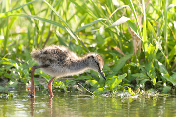 Tureluur, Common Redshank, Tringa totanus