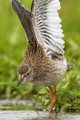 Tureluur, Common Redshank, Tringa totanus