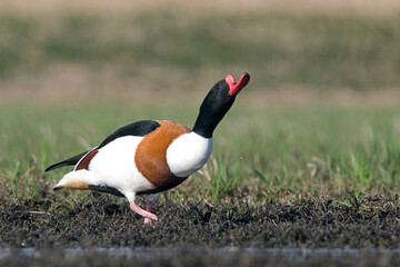 Bergeend, Common Shelduck, Tadorna tadorna