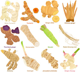 Vector of aromatic culinary Herb rhizome, root. Different Turmeric, Ginger, Galangal, Ginseng, Wasabi, Horseradish. Healthy ingredients