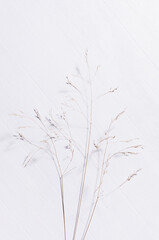 Beige dry grass stems in morning sunlight with shadow on white wooden board, top view, vertical.
