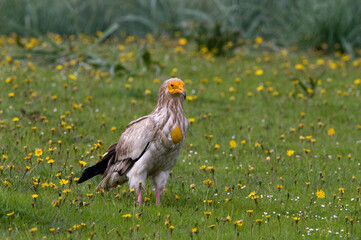 Aasgier, Egyptian Vulture, Neophron percnopterus