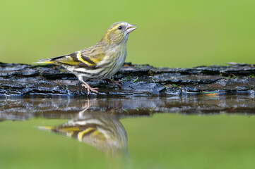 Sijs, Eurasian Siskin, Carduelis spinus