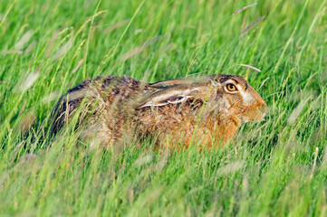 Europese Haas, European Hare, Lepus europaeus