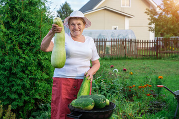 a woman of retirement age holds vegetables from garden ( big zucchini ) in summer in sunny weather and smiles
