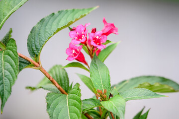 Close up of vivid pink magenta Weigela florida plant with flowers in full bloom in a garden in a sunny spring day, beautiful outdoor floral background photographed with soft focus.
