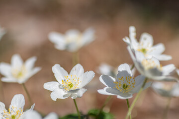 Wood anemone,Anemone nemorosa,white spring flowers with sunlight in nature