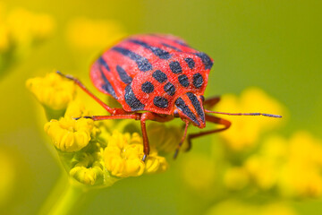 Graphosoma semipunctatum Turkey