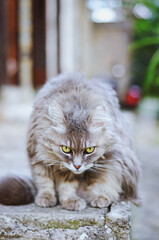 Beautiful grey cat with green eyes sits outside on the green grass. Fun animals. 