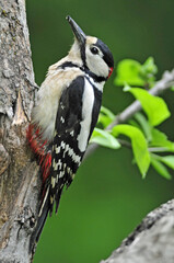 Grote Bonte Specht, Great Spotted Woodpecker, Dendrocopos major