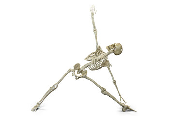 Anatomy of yoga, skeleton in Triangle yoga position, or Trikonasana