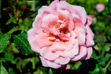 One large and delicate vivid pink rose in full bloom in a summer garden, in direct sunlight, with blurred green leaves in the background.