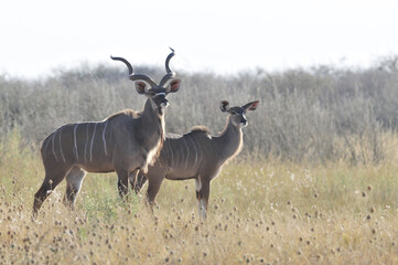 Grote koedoe, Greater Kudu, Tragelaphus strepsiceros