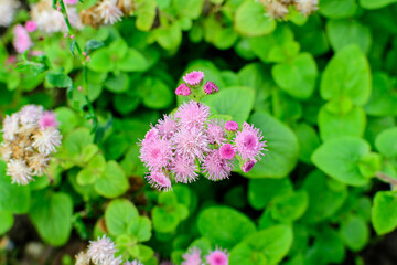 Large group of pink and white flowers of Ageratum houstonianum plant commonly known as lossflower, bluemink, blueweed or Mexican paintbrush in a a garden in a sunny summer garden, floral background.