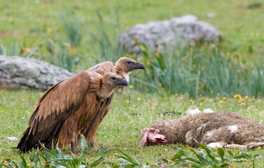 Vale Gier, Griffon Vulture, Gyps vulvus