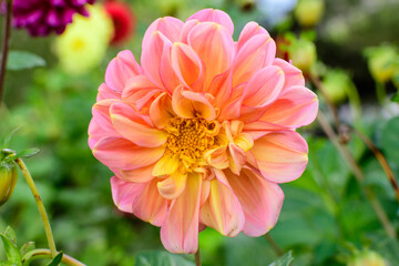 One beautiful large vivid orange dahlia flower in full bloom on blurred green background, photographed with soft focus in a garden in a sunny summer day.