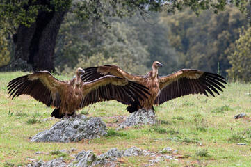 Vale Gier, Griffon Vulture, Gyps vulvus