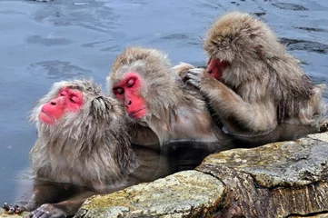 Foto auf Leinwand Japanse Makaak, Japanese Macaque, Macaca fuscata © AGAMI