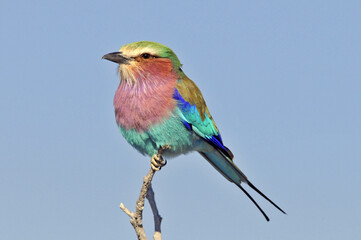 Lilac-breasted Roller, Coracias caudatus