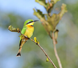 Kleine Bijeneter, Little Bee-eater