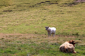 Obraz premium élevage de vache en Auvergne pour le fromage saint-nectaire